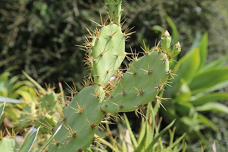 Cet été, les cactus sont à l’honneur.