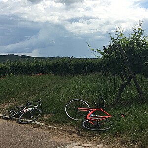 Le Tour Eucor c'est aussi ça : des vélos parmi les vignes...