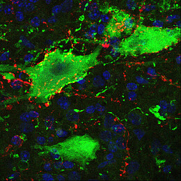 Observation de motoneurones (en vert) et de leurs connexions sérotonergiques (en rouge)