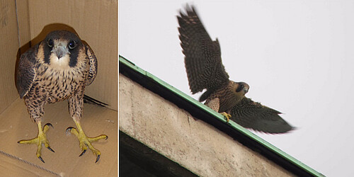 Malgré quelques rebondissements, les jeunes faucons pèlerins protégés par la LPO ont réussi leur envol depuis la Tour de chimie.