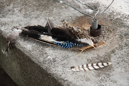 Pour les bénévoles, il s’agit de nettoyer les fientes et les cadavres d’oiseaux chassés par les faucons : par exemple des pigeons, qui vivent aussi sur la tour, ou ici, un geai.