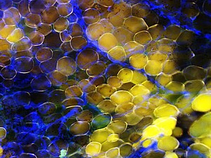 Observation par fluorescence de cellules adipocytes (©IGMA/Vincent Marion)