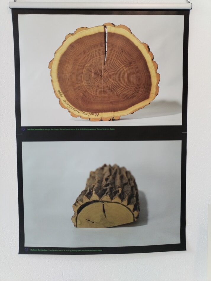 © Thomas Besançon Dupuis