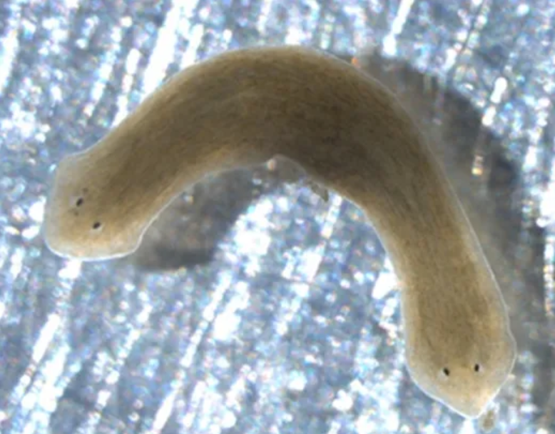 Conf du lundi - J’ai mal à mon ver : les planaires pour découvrir de nouveaux antidouleurs ?