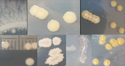 Crédit image : Claire Sergeant